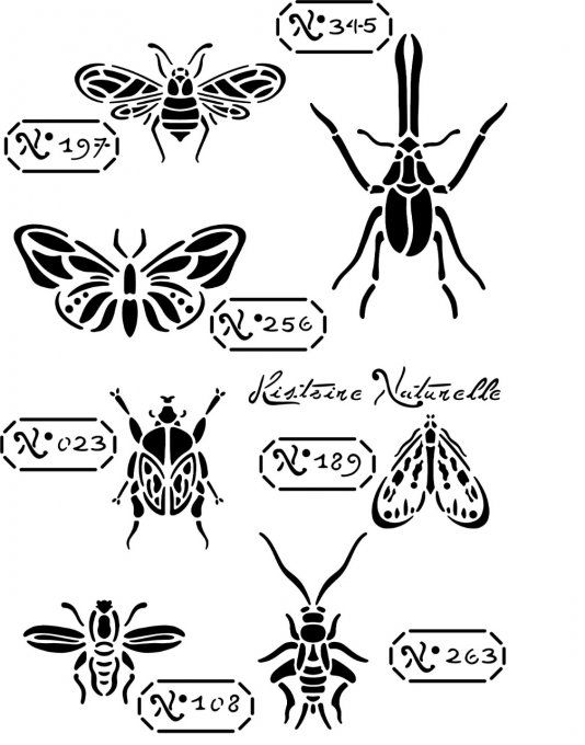 Pochoir Histoire Naturelle