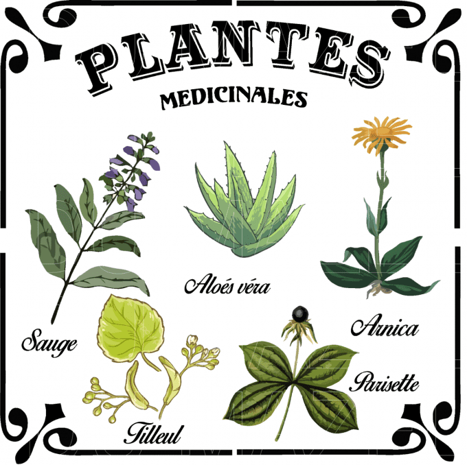 Pochoir Plantes Médicinales