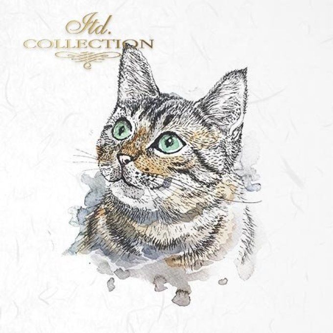 Papier de Riz Comme Chat et Chien x 6 RSM006